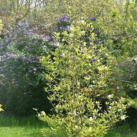 D'hotes Les Lilas Sauveterre-de-Rouergue